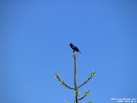 03587 - Red Winged Black Bird   Each New Day A Miracle  [  Understanding the Bible   |   Poetry   |   Story  ]- by Pete Rhebergen
